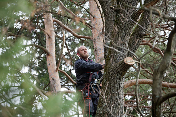 Best Tree Removal Service  in Parks, AZ